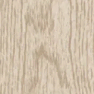 American Beech thumbnail